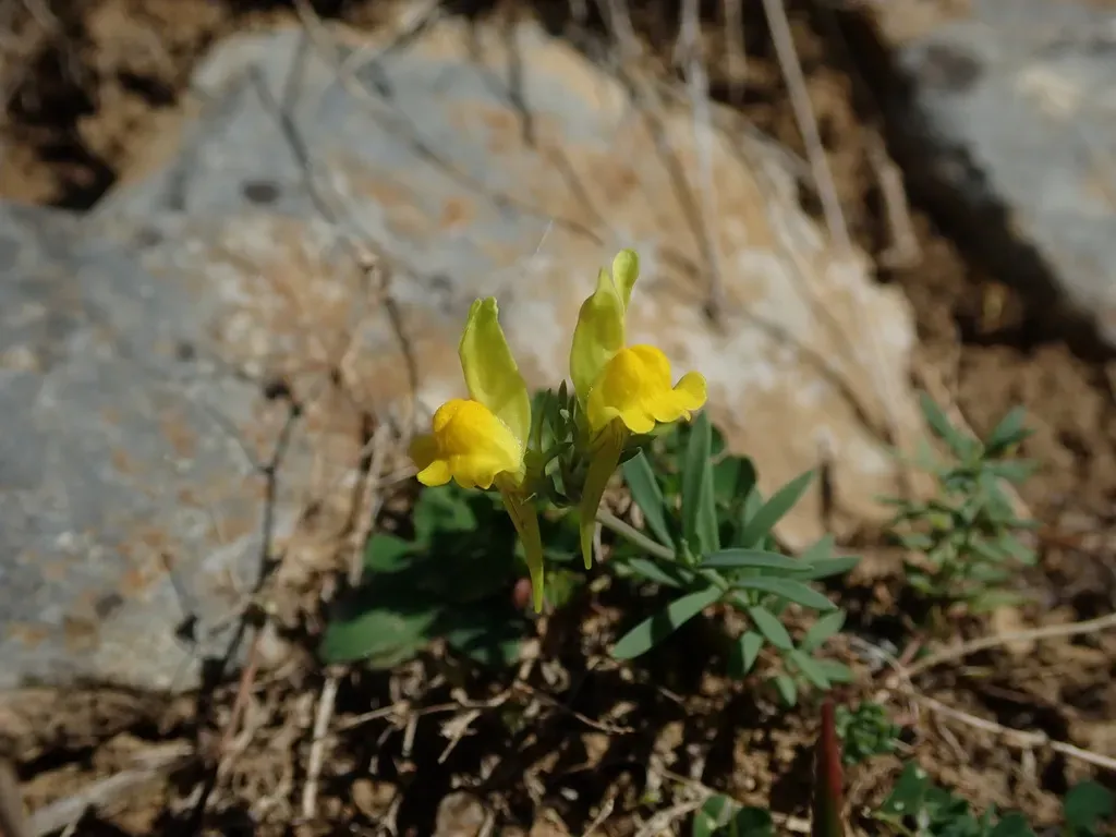 Linaria Propinqua