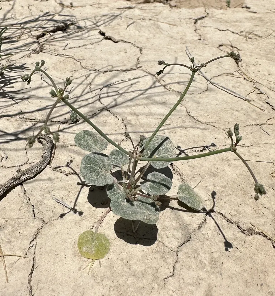 Pahrump Valley Buckwheat