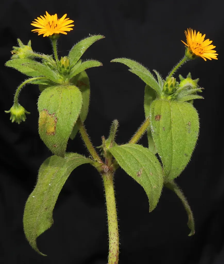 Philoglossa Peruviana