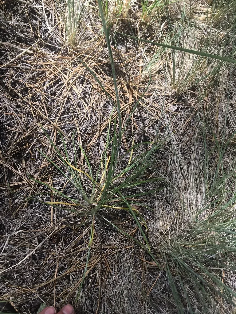 Bigelow's Rubberweed