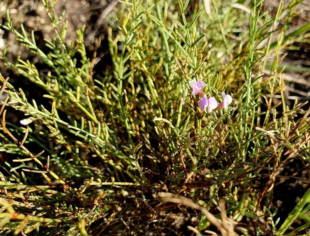 Astragalus Tenuifolius