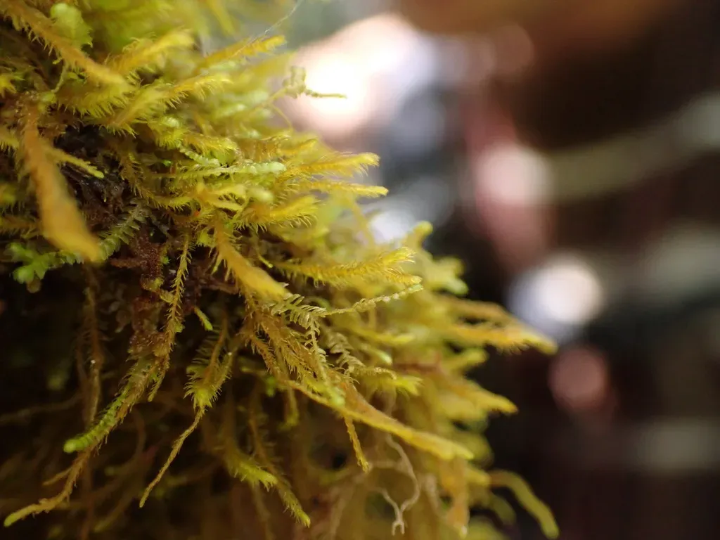 None Widely Recognized