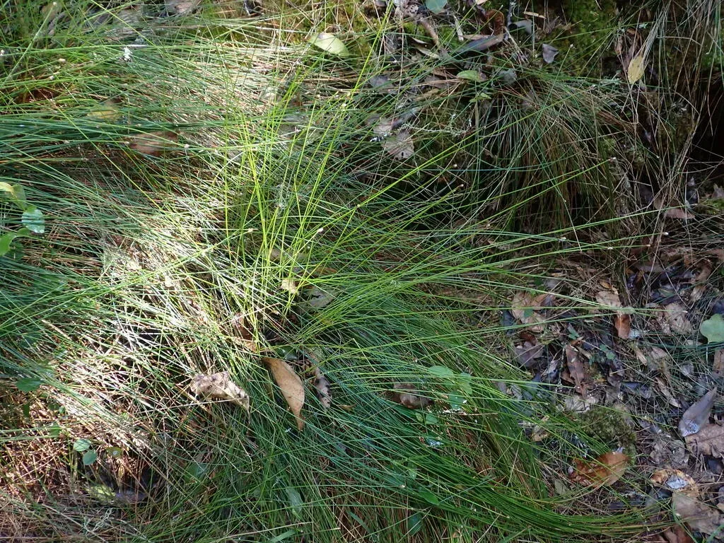 Ficinia Trispicata