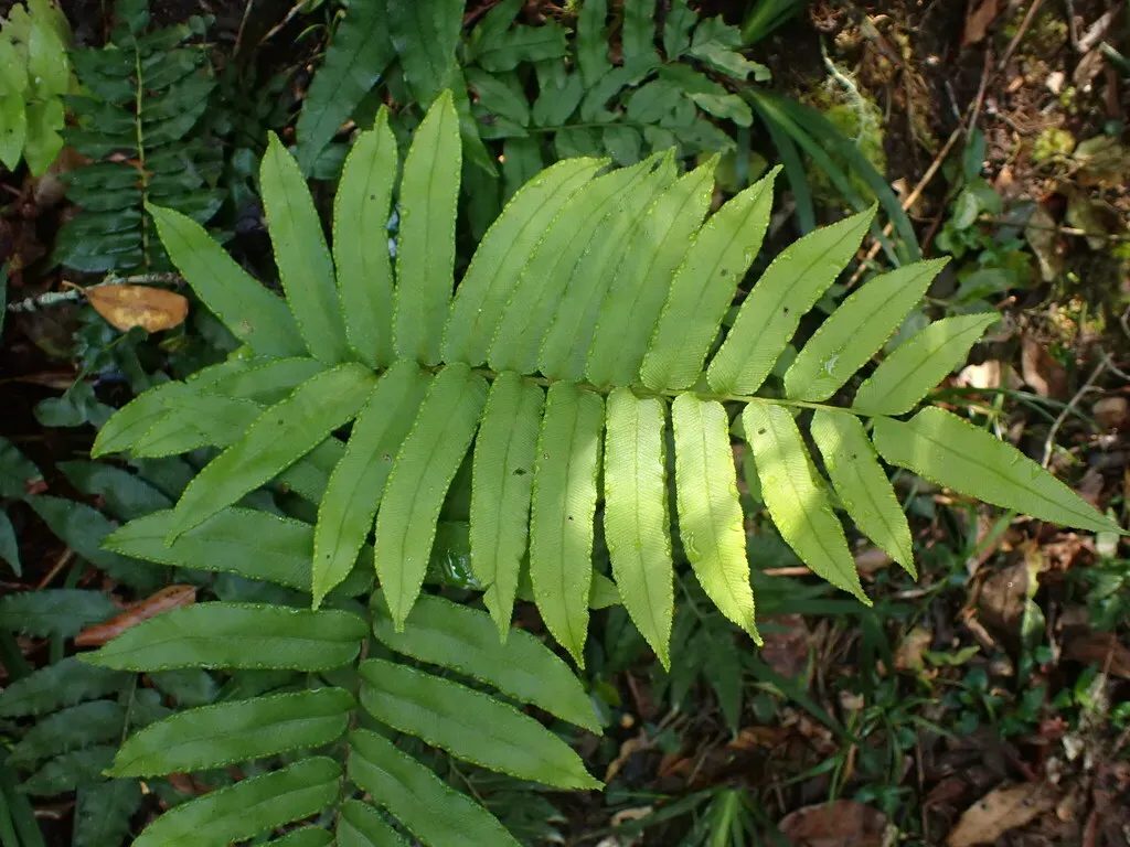 Cape Deer Fern