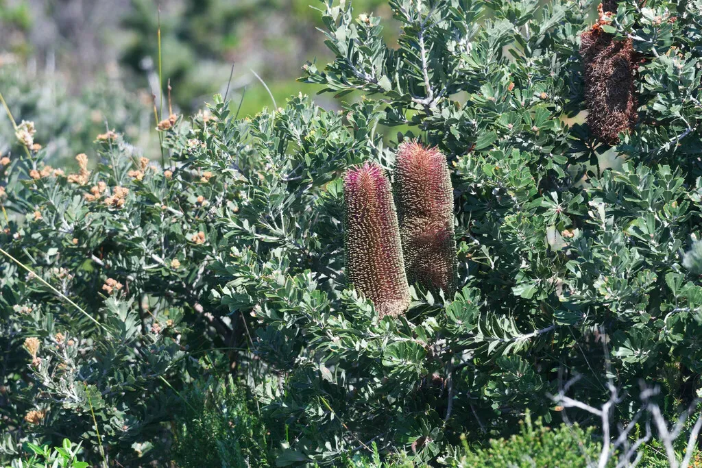 Cut-leaf Banksia