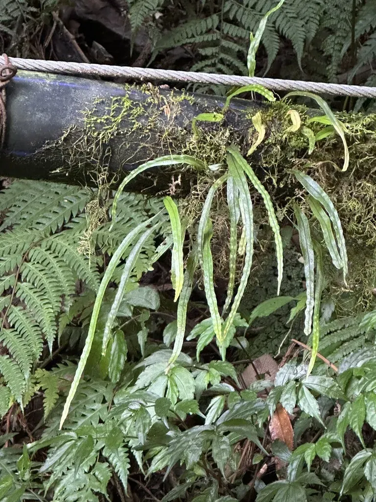 Lepisorus Monilisorus