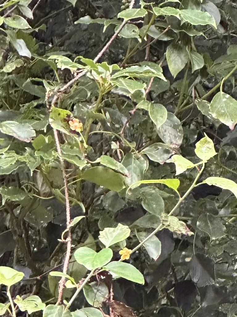 Alisan Magnolia Vine