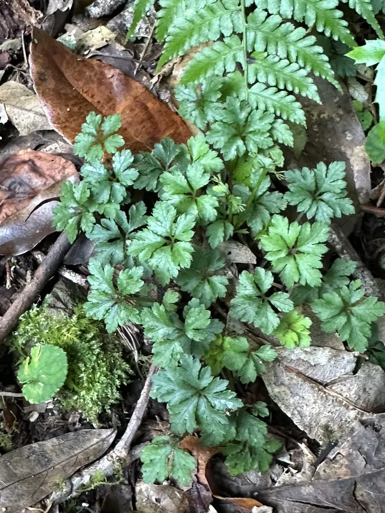 Sanicula Petagnioides