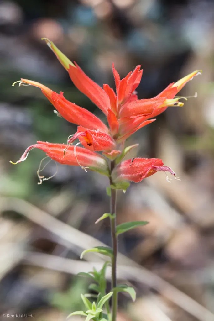 Santa Catalina Indian Paintbrush