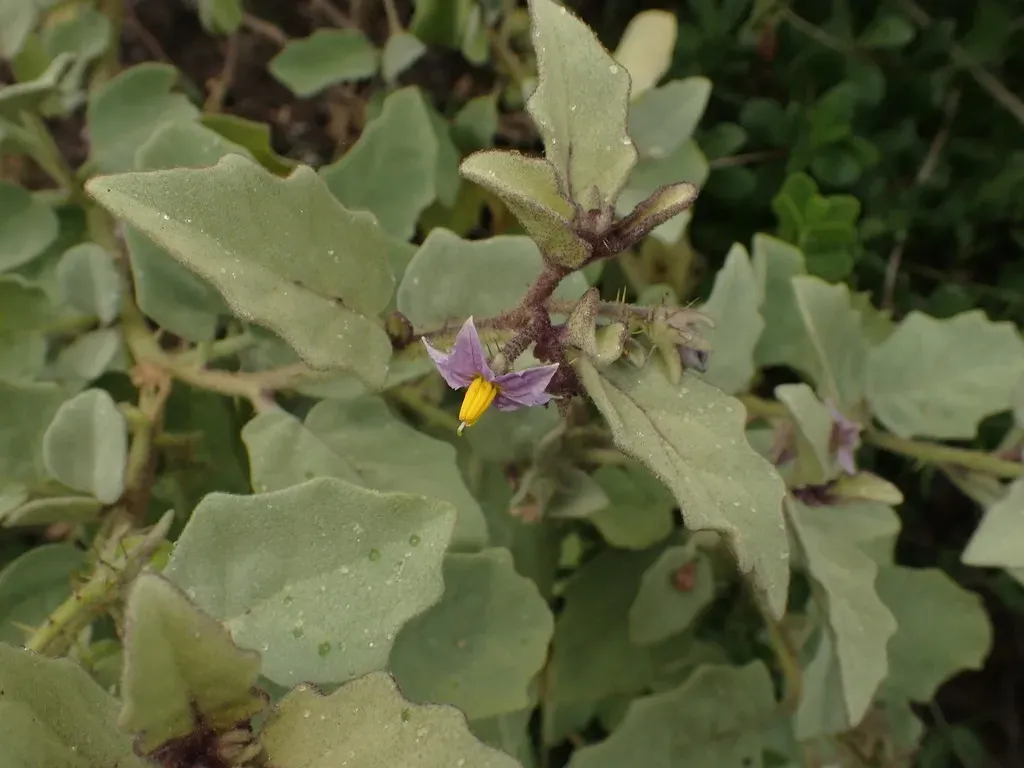 Woolly Nightshade