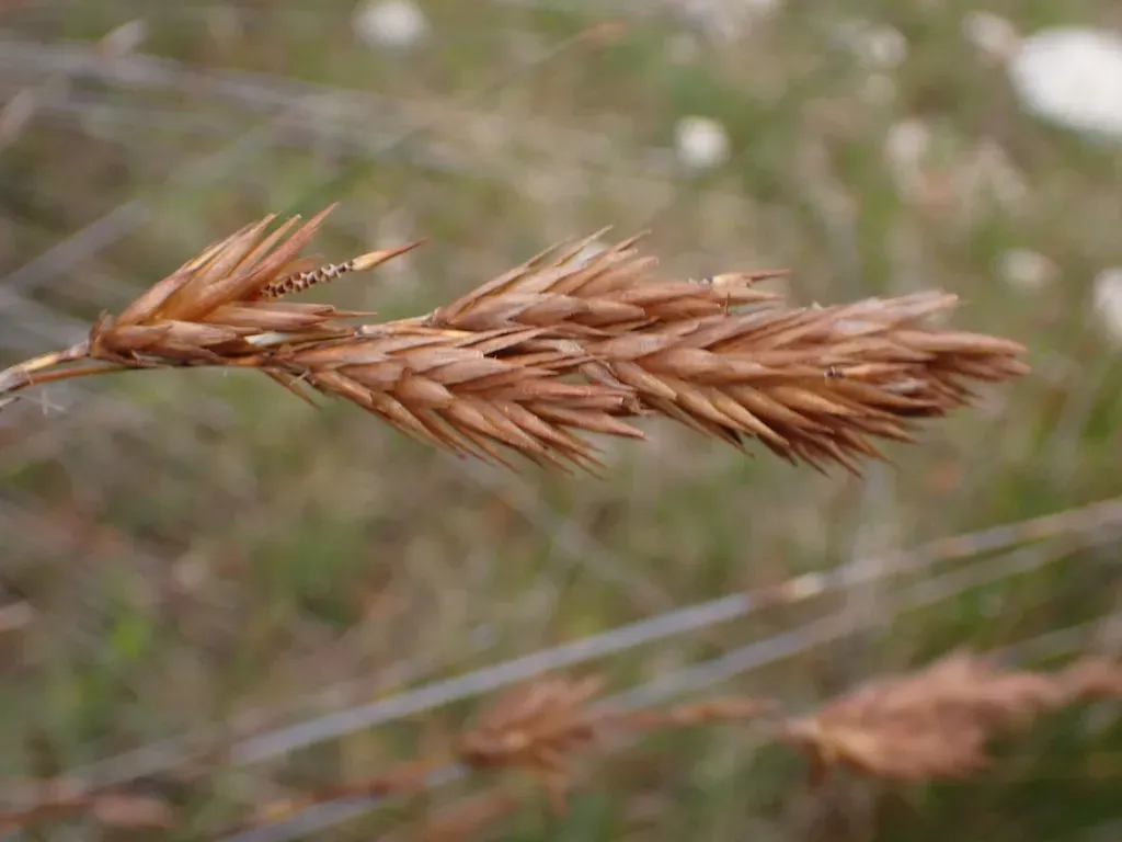 Thatching Reed