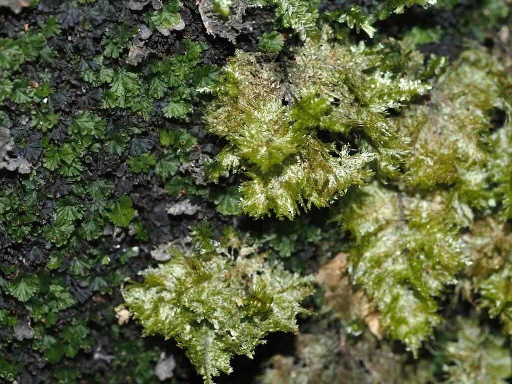 Homaliodendron Flabellatum