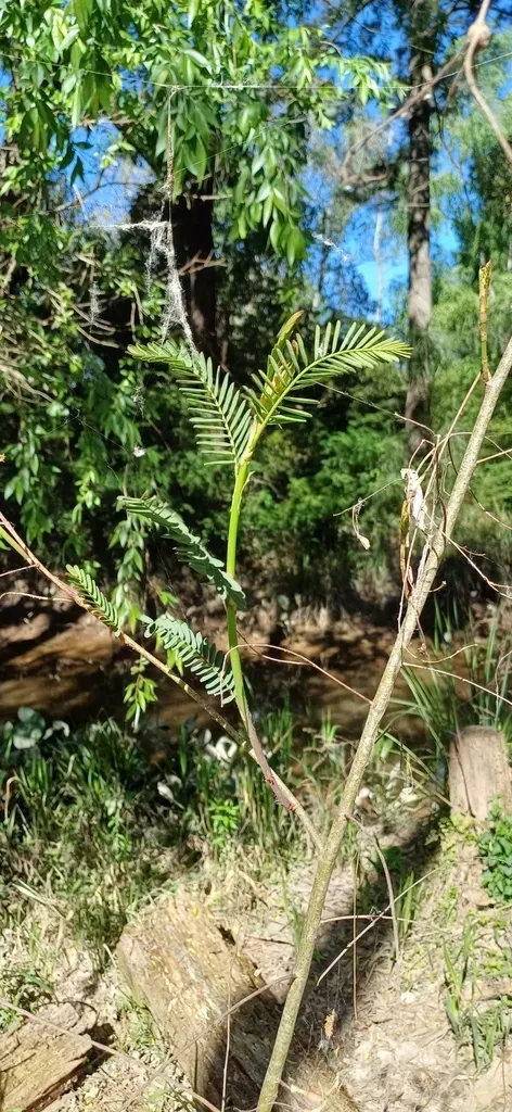 Aeschynomene Montevidensis