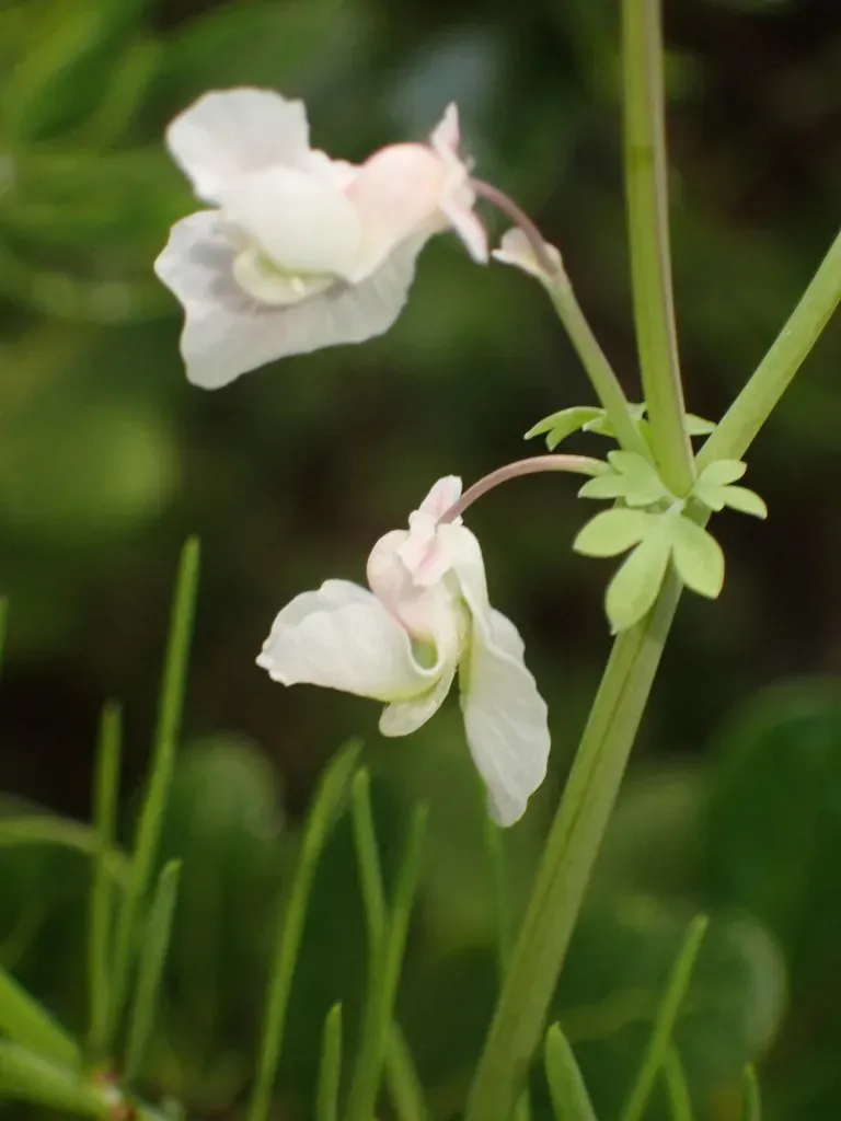 Coconut-weed