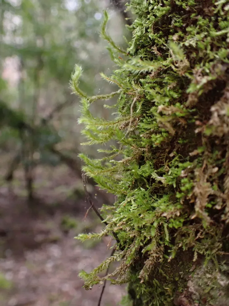 Glyphothecium Sciuroides