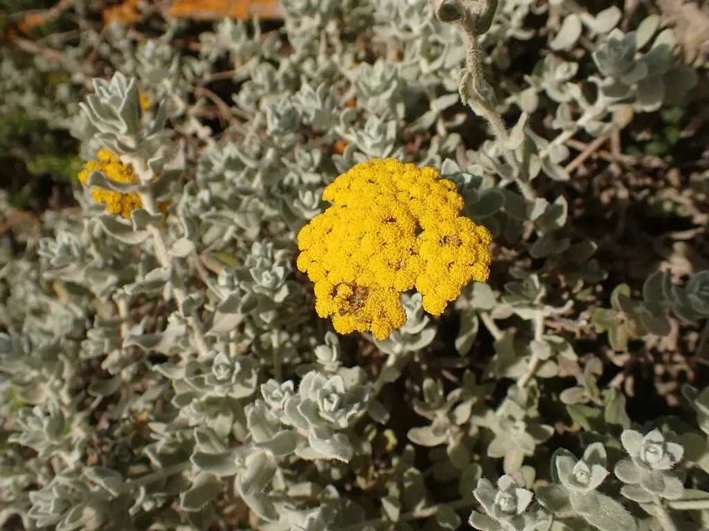 Helichrysum Dasyanthum