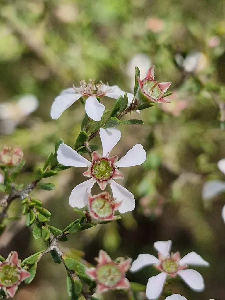 Small-leaf Tea-tree