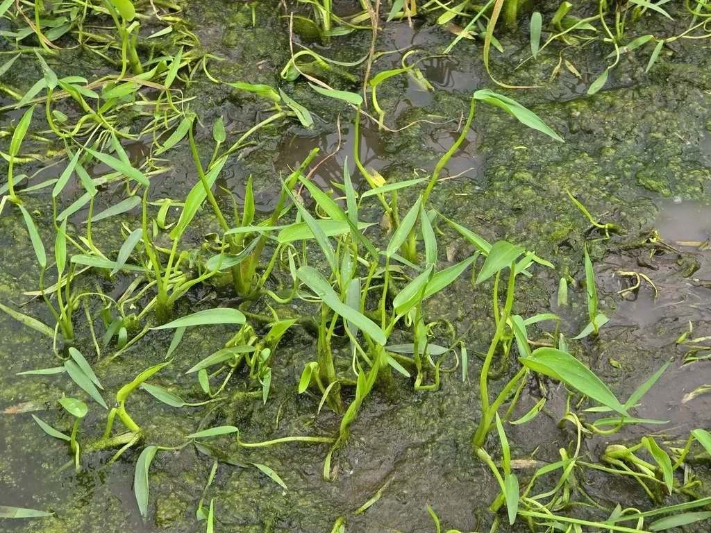 Heartshape False Pickerelweed