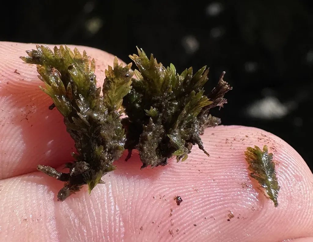 Fissidens Ventricosus