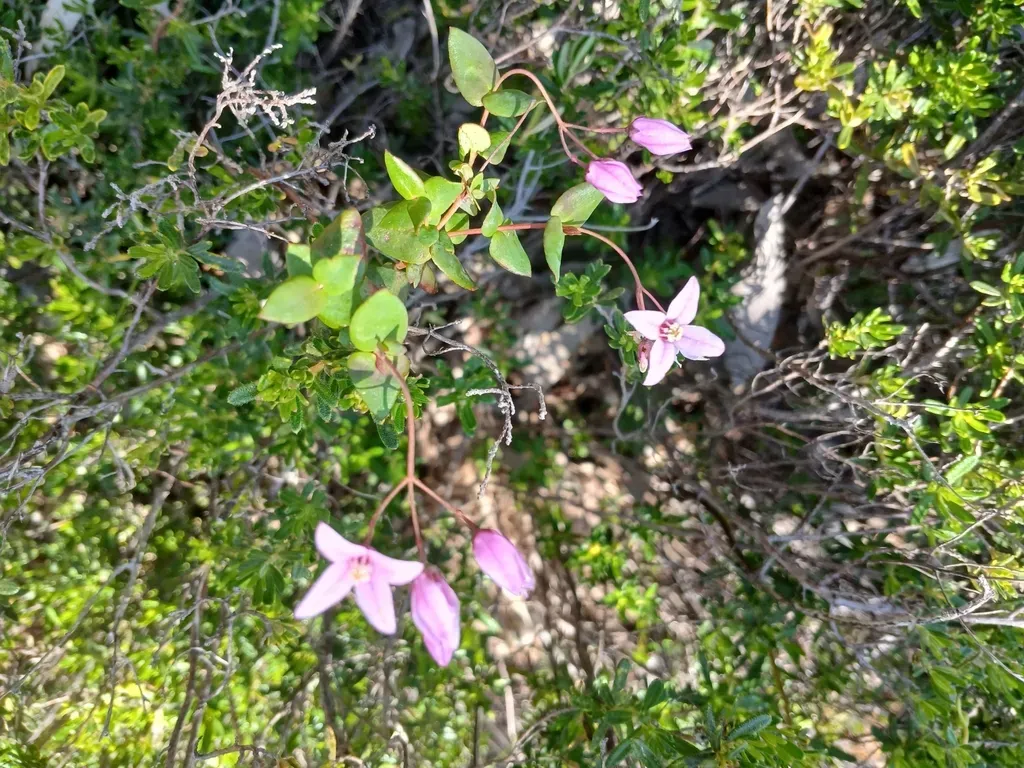 Boronia Ovata
