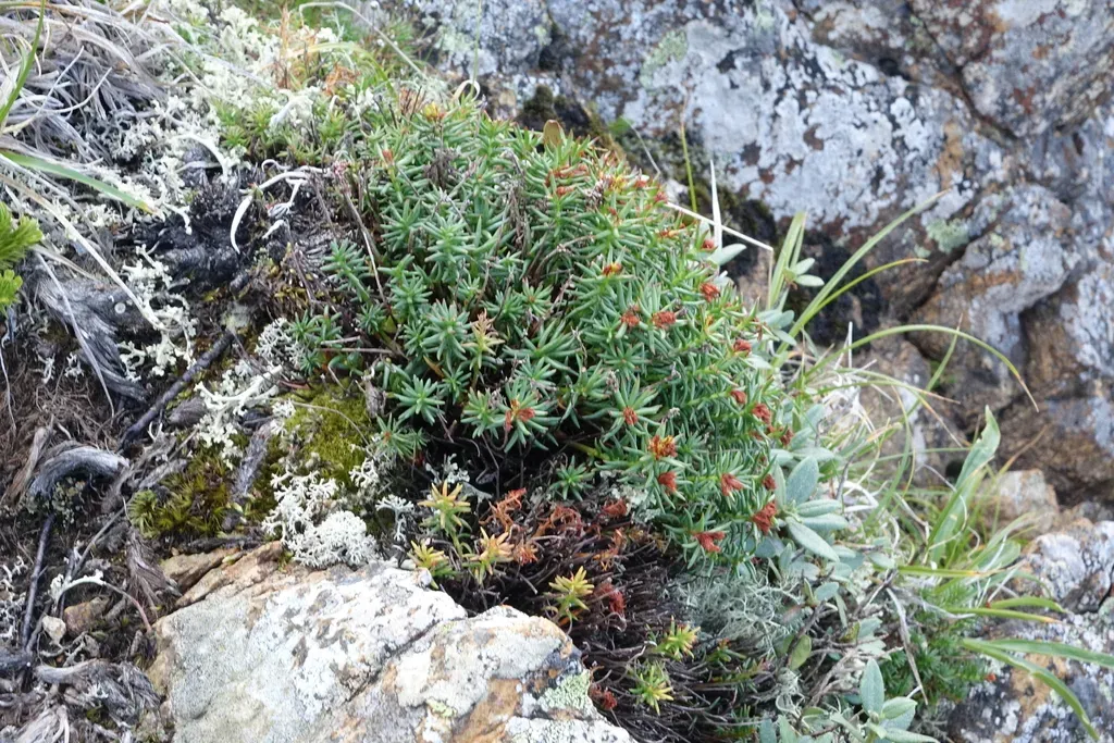 Rhodiola Coccinea