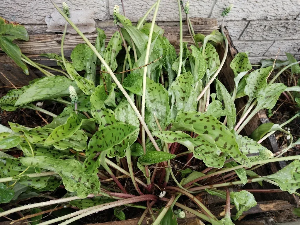 Little White Soldiers