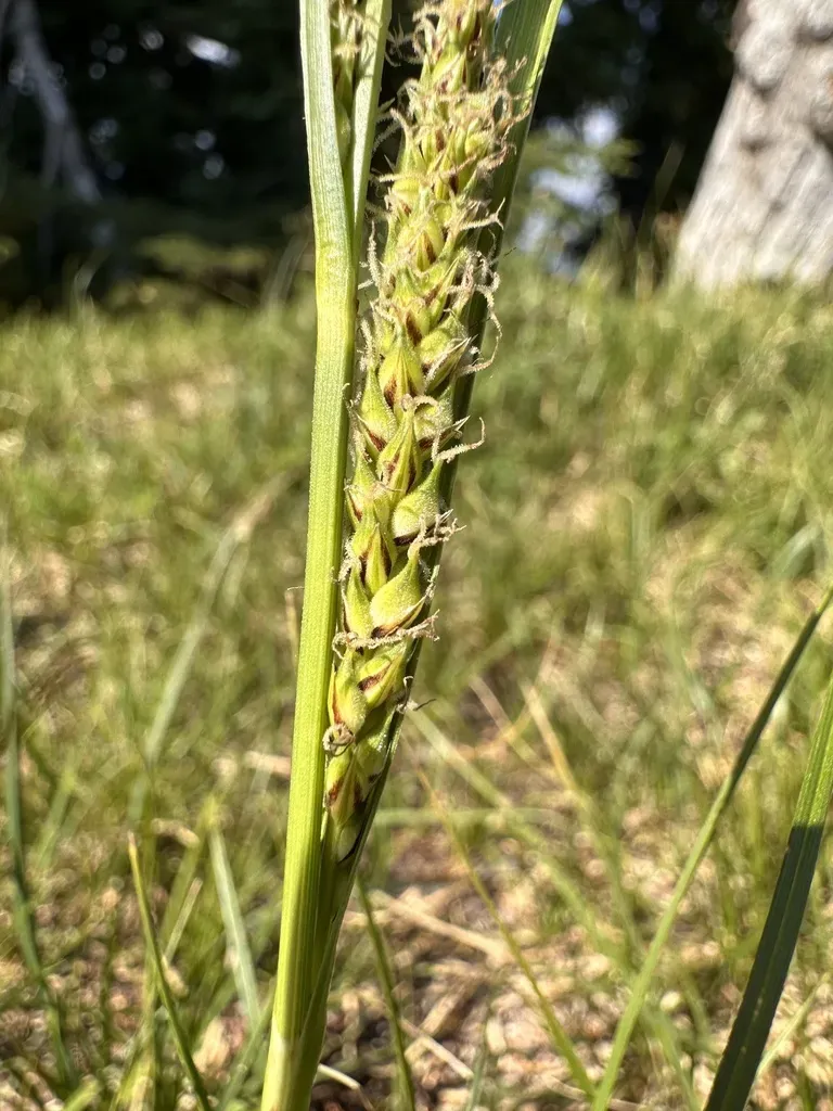 Oregon Sedge