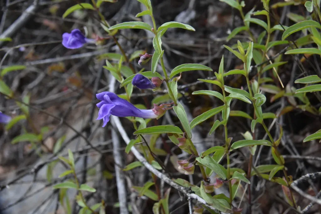 Narrowleaf Skullcap