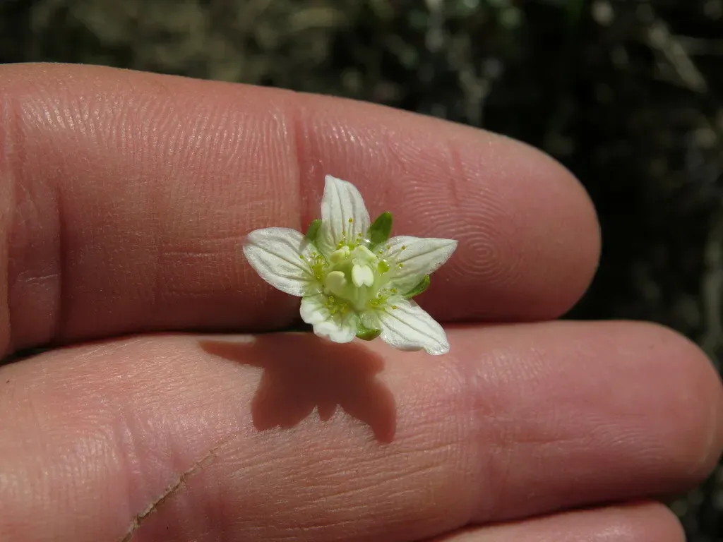 Small-flowered Grass-of-parnassus