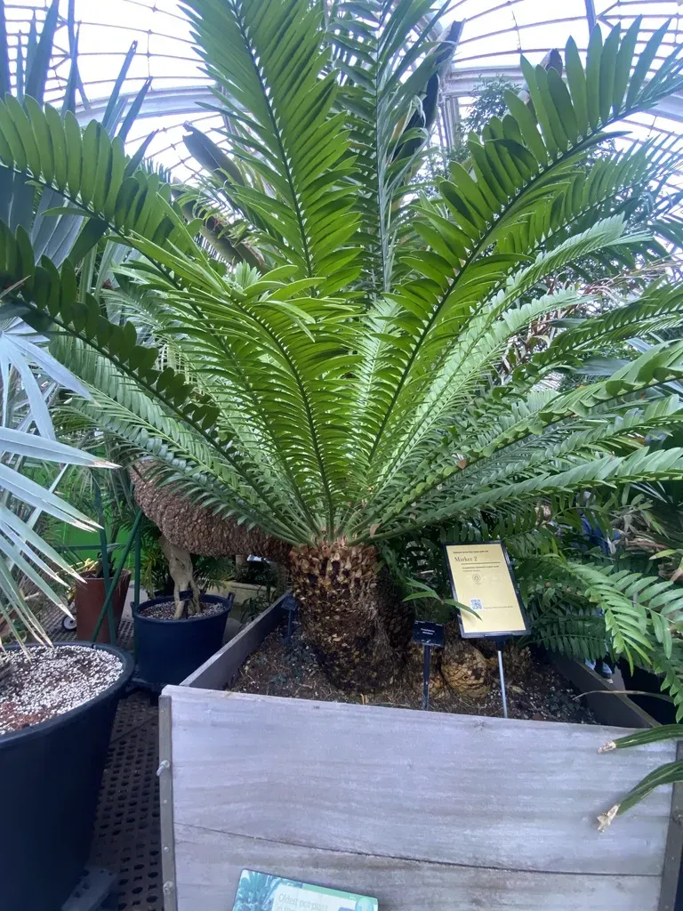 Eastern Cape Giant Cycad
