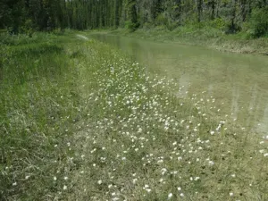 Chamisso's Cottongrass