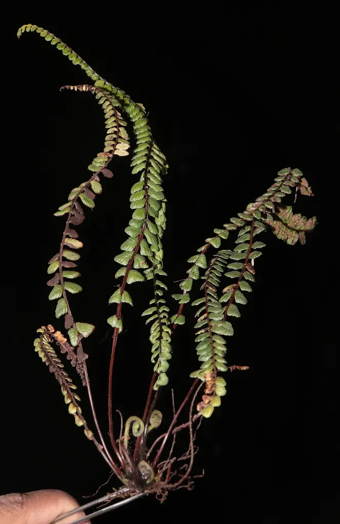 Castaneous Spleenwort