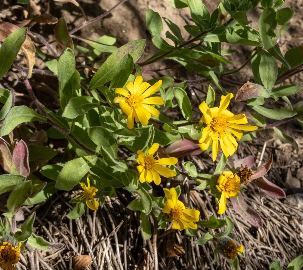 Alpine False Goldenaster