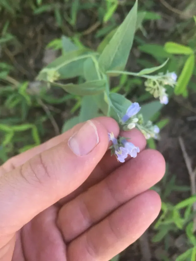 Franciscan Bluebells