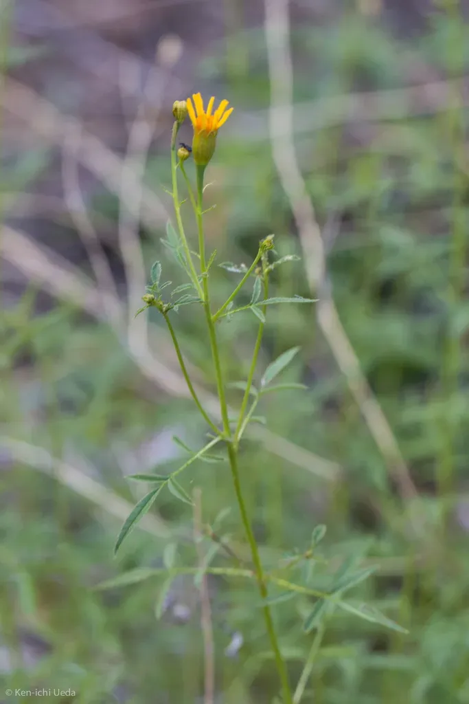 Lemmon's Marigold