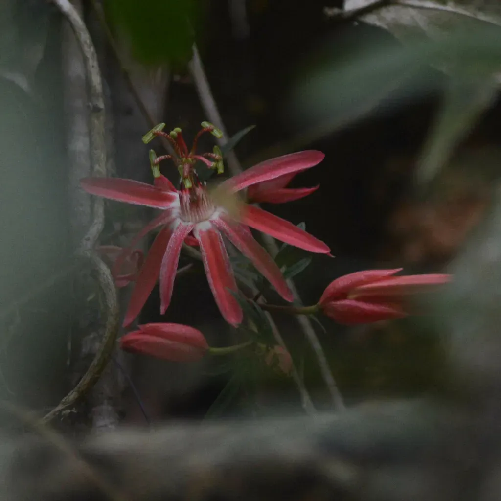Passiflora Speciosa