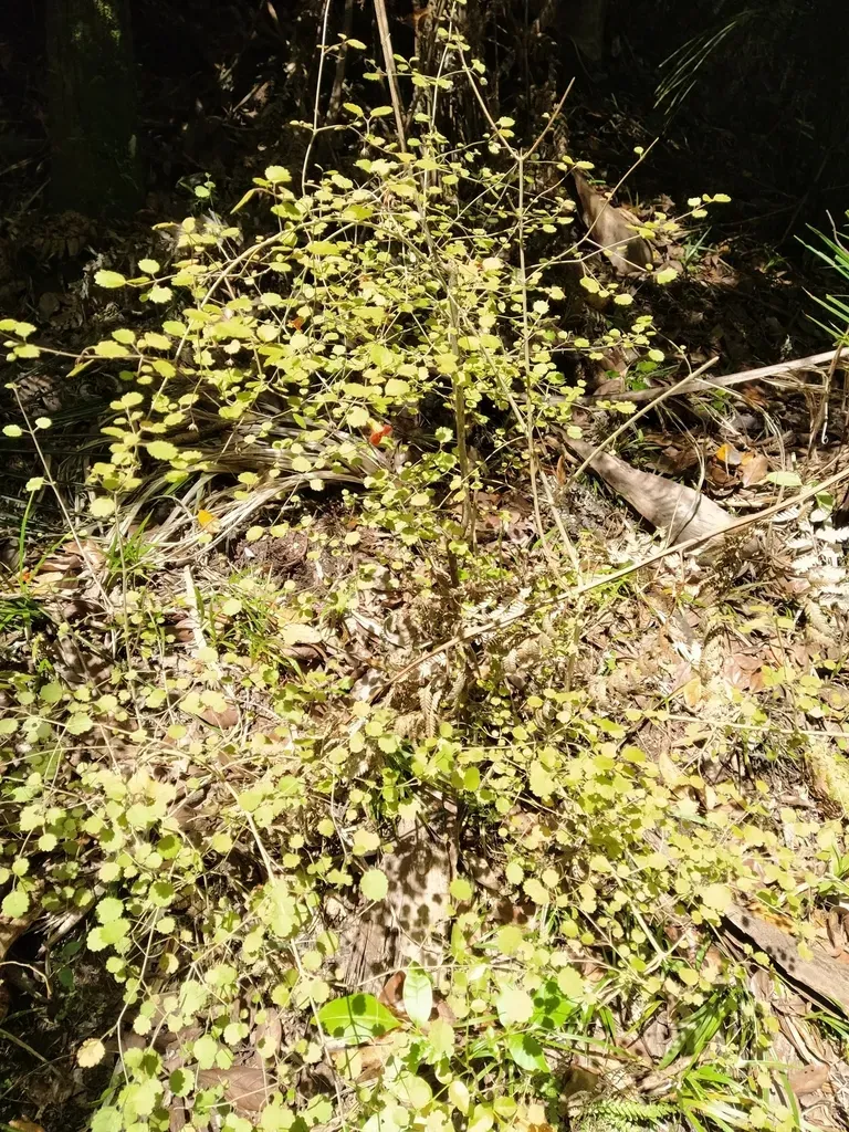 New Zealand Gloxinia