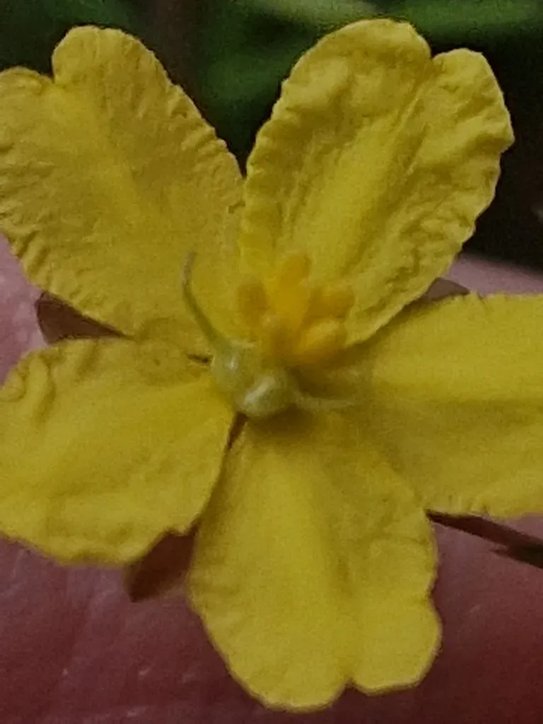 Prickly Guinea-flower