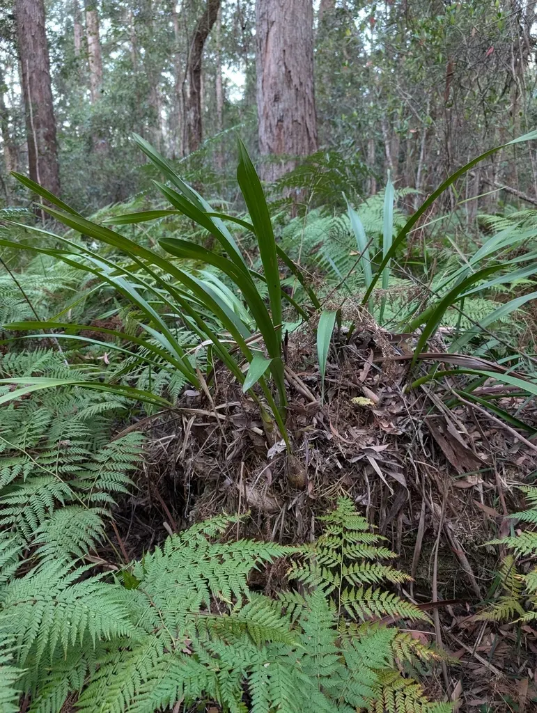 Giant Boat-lip Orchid