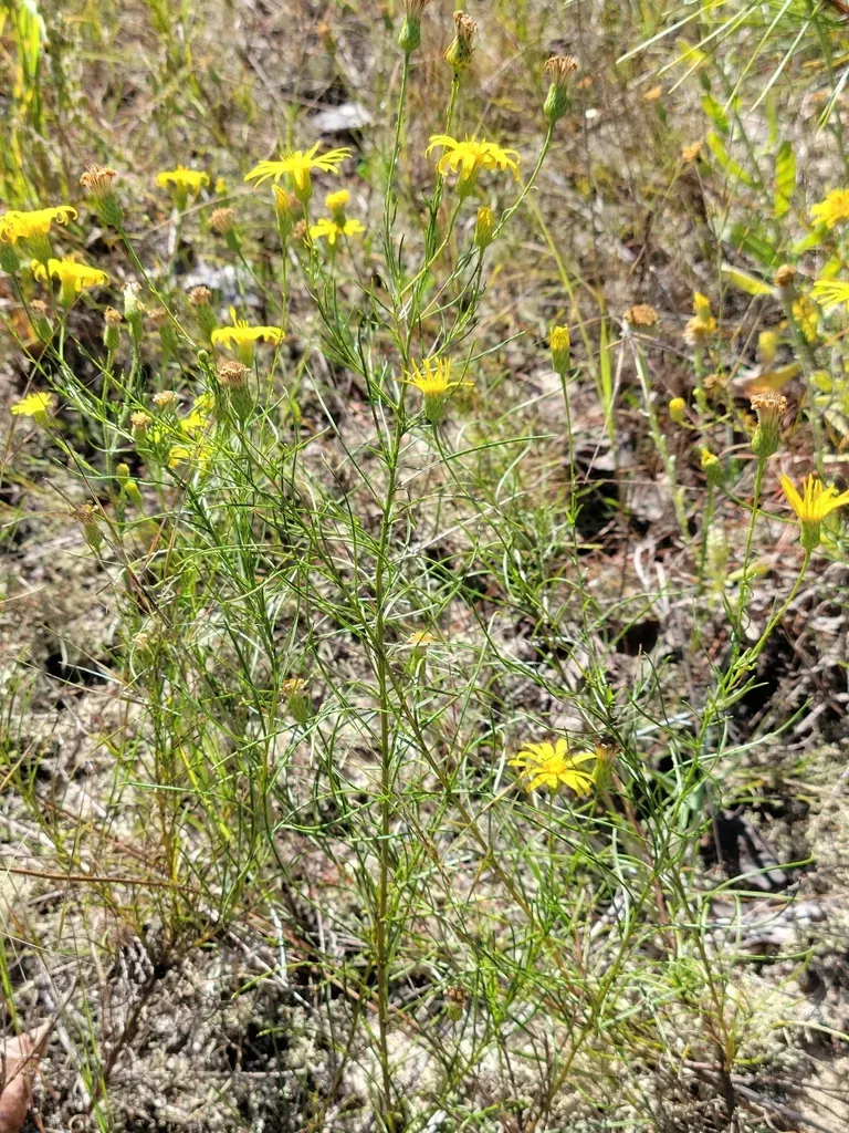 Sandhill Golden Aster