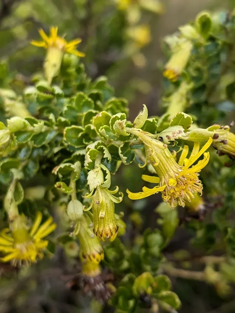 Monticalia Arbutifolia