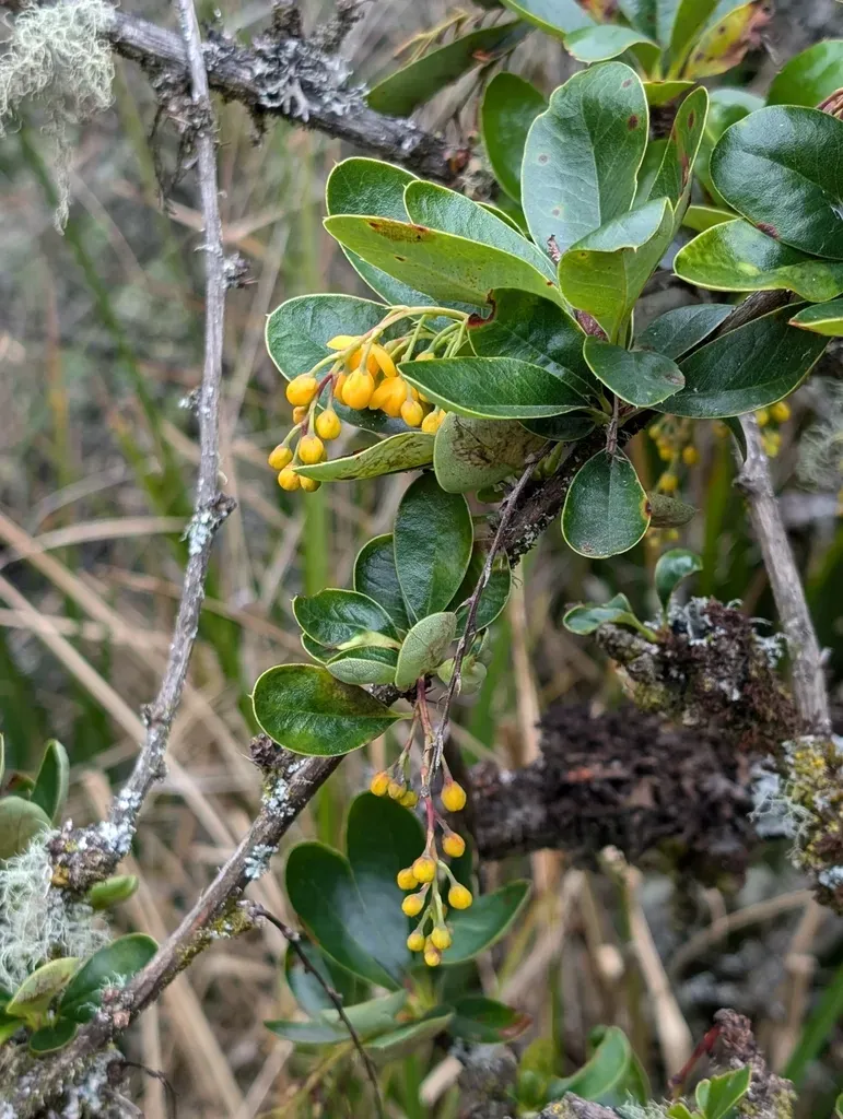 Berberis Hallii