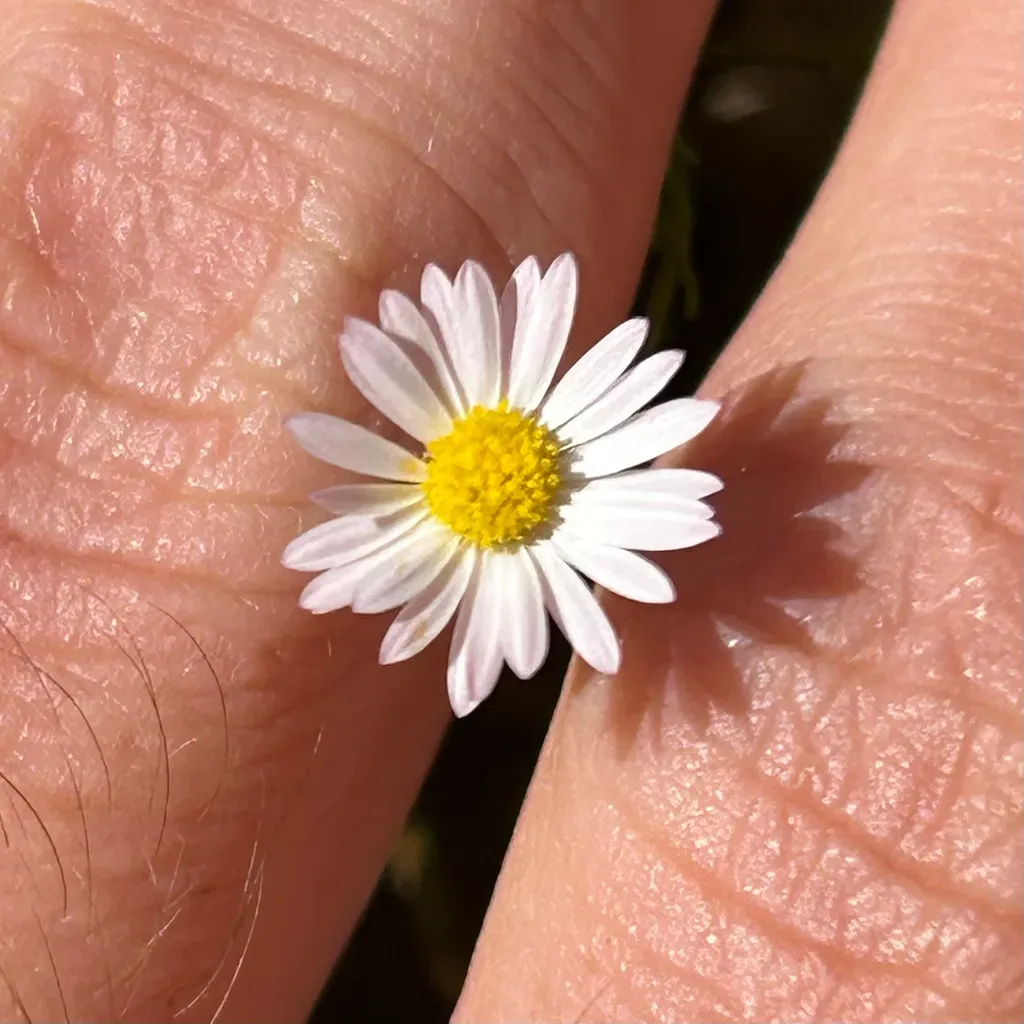 Zion Fleabane