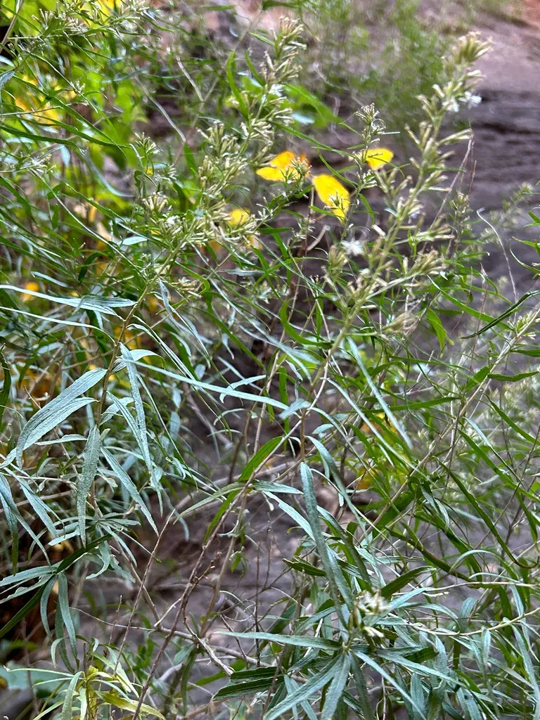 Longleaf Brickellbush