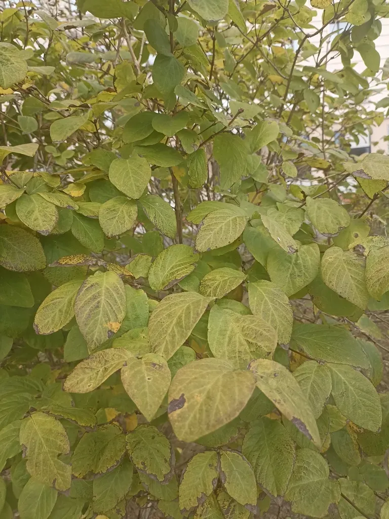 Lonicera Praeflorens