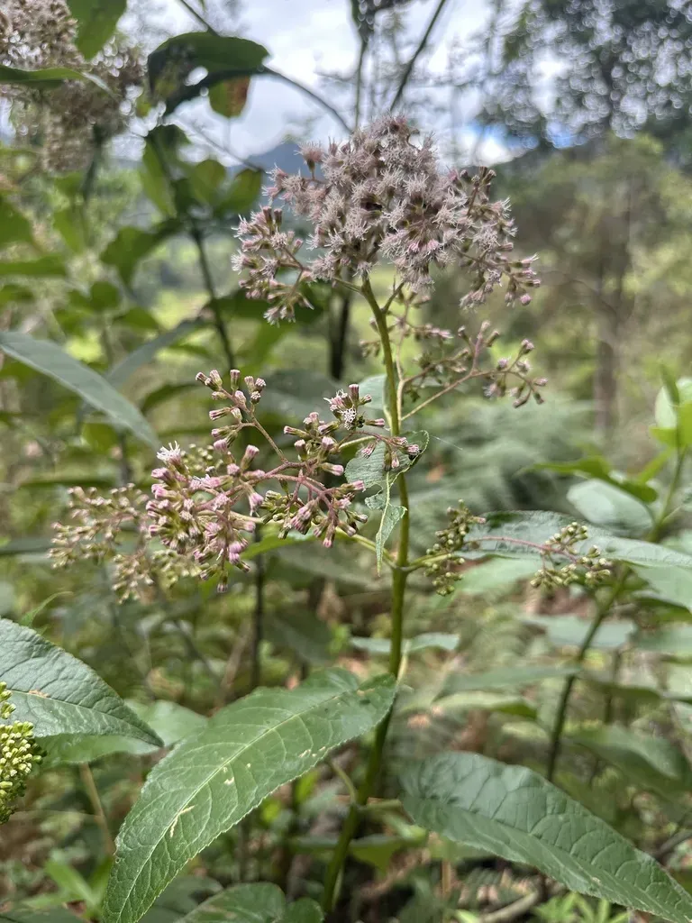 Ageratina Ampla