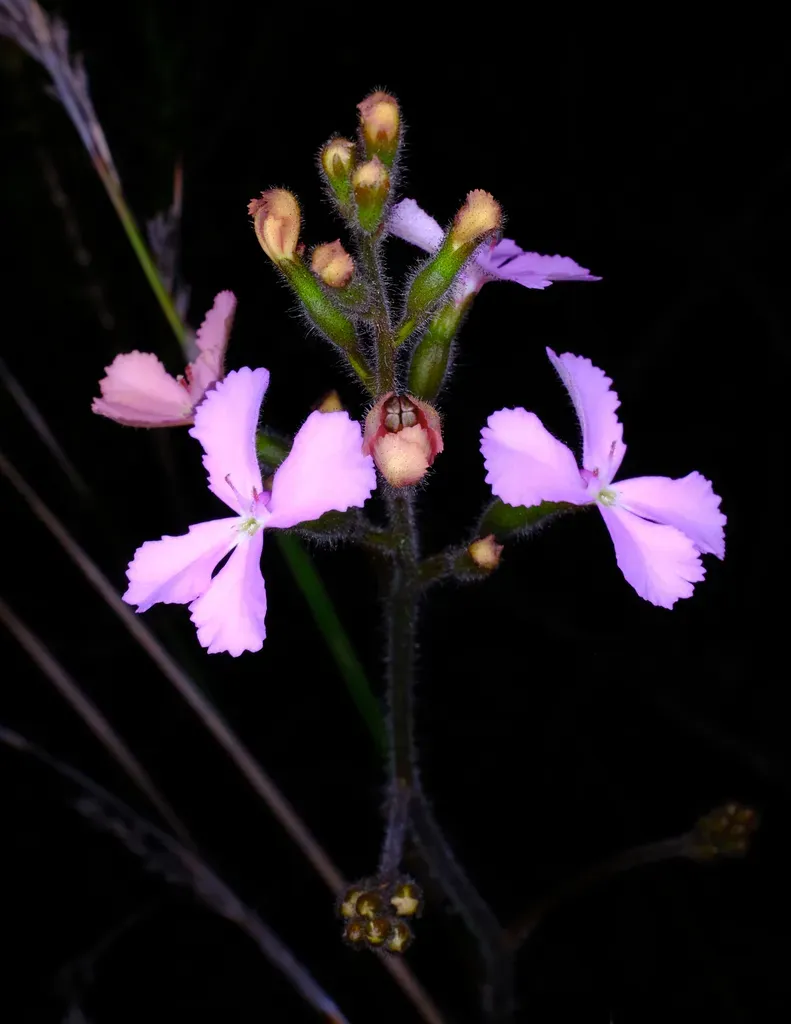 Stylidium Albomontis