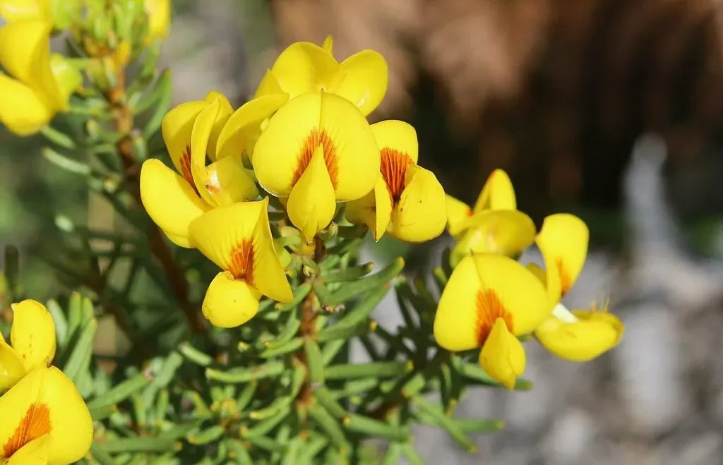 Sandveld Honeybush