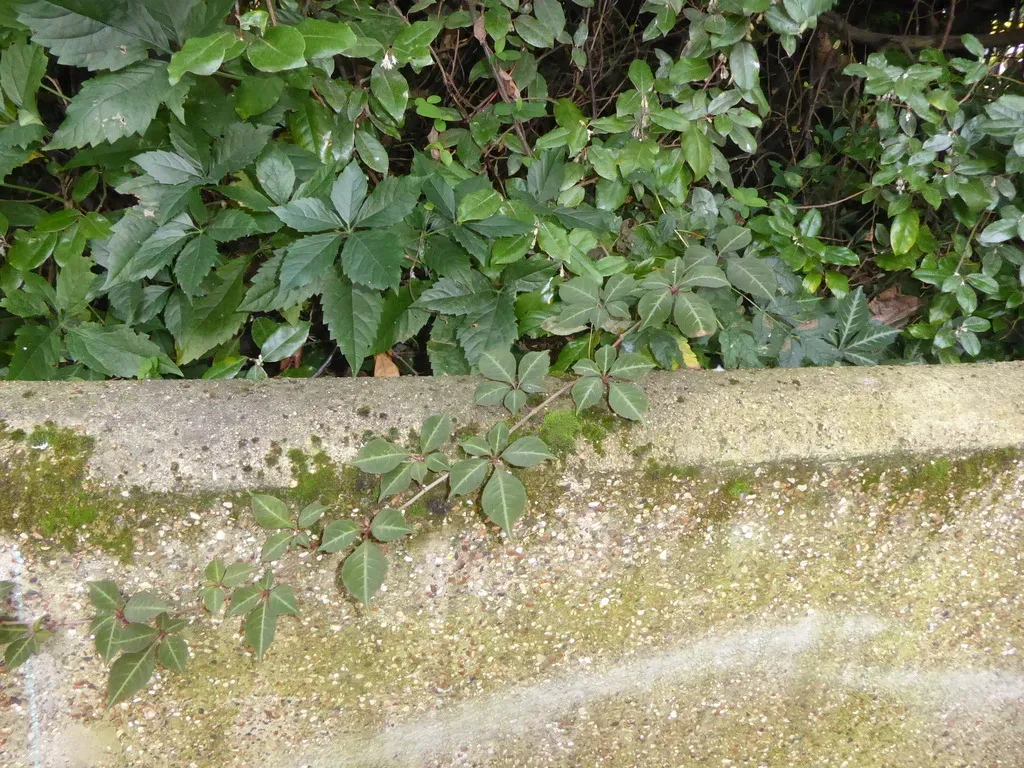 Chinese Virginia Creeper