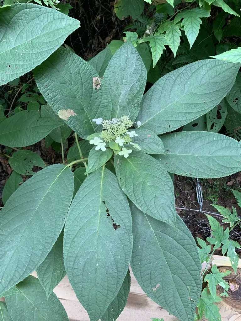 Hydrangea Involucrata